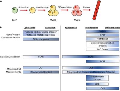 Importance of Nutrient Availability and Metabolism for Skeletal Muscle Regeneration